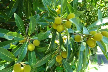 ヤマモモ・阿久和川