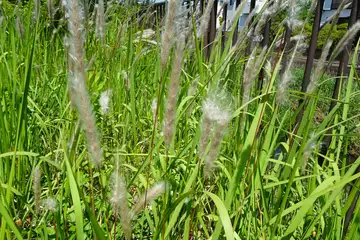 チガヤ・阿久和川