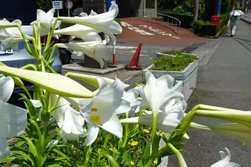 テッポウユリ・藤沢市長後