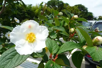 ナツツバキ・海老名市本郷ふれあい公園