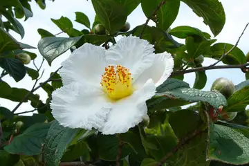 ナツツバキ・海老名市本郷ふれあい公園
