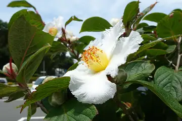 ナツツバキ・海老名市本郷ふれあい公園