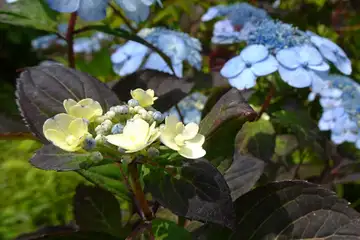 ヤマアジサイ・南沢あじさい山から金比羅山