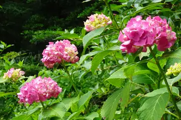 アジサイ・南沢あじさい山