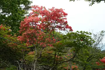 ヤマツツジ・三窪高原