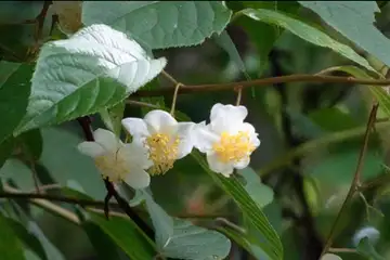 ミヤママタタビ・日の出山