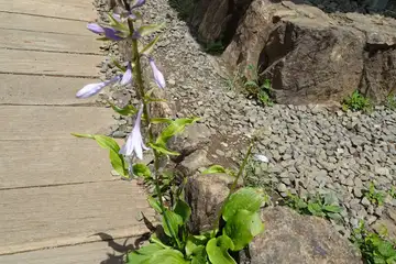 オオバギボウシ・日の出山