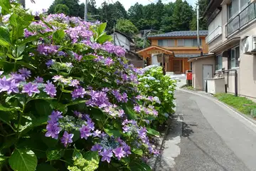 アジサイ・ダンスパーティ・日の出山