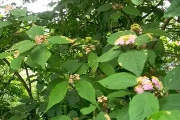 ムラサキシキブ・日の出山