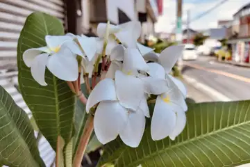 プルメリア・横浜市戸塚区