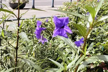 ヤナギバルイラソウ・横浜市関内