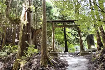 天狗の腰掛け杉