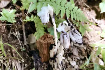 ギンリョウソウ・御岳山