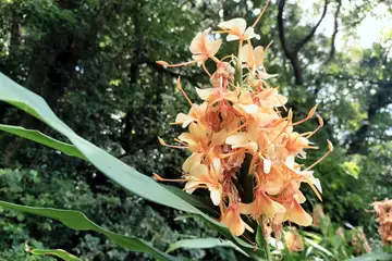 キバナシュクシャ・横浜市戸塚区上矢部市民の森