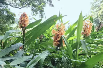 キバナシュクシャ・横浜市戸塚区上矢部市民の森