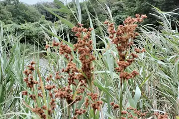 アブラガヤ・舞岡公園