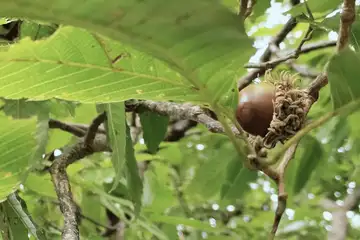 クヌギ・舞岡公園