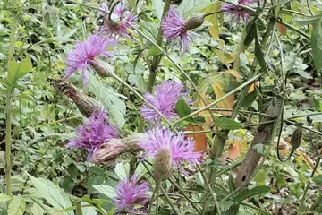 タムラソウ・舞岡公園