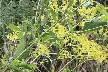 オミナエシ・舞岡公園