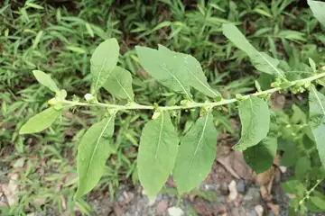 ヤブタバコ・舞岡公園