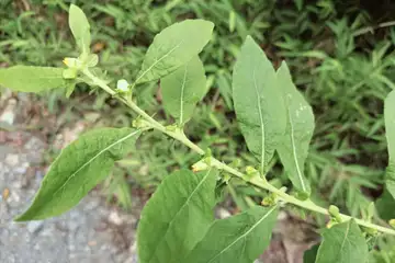 ヤブタバコ・舞岡公園