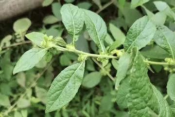 ヤブタバコ・舞岡公園