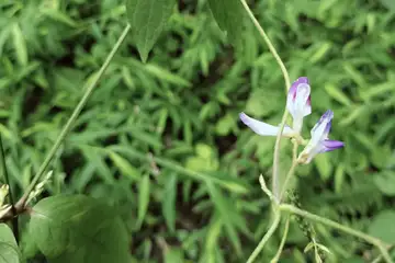 ヤブマメ・舞岡公園