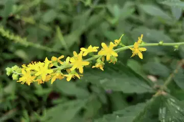 キンミズヒキ・舞岡公園