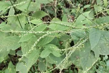 イノコヅチ・舞岡公園
