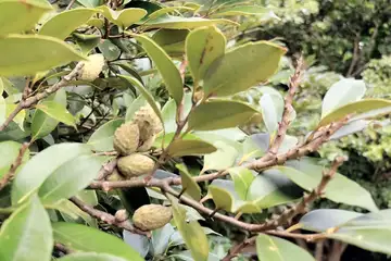 スダジイ・舞岡公園
