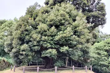 スダジイ・舞岡公園