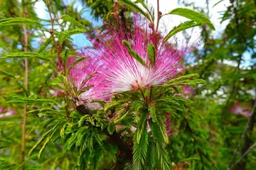 トキワネムノキ・茅ヶ崎