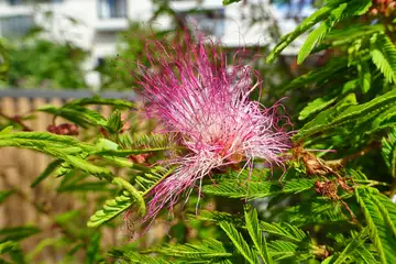 トキワネムノキ・茅ヶ崎