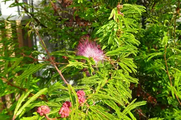 トキワネムノキ・茅ヶ崎