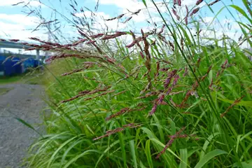 セイバンモロコシ・小出川