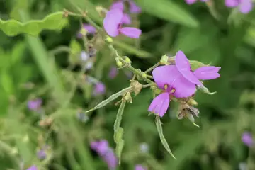アレチヌスビトハギ・阿久和川