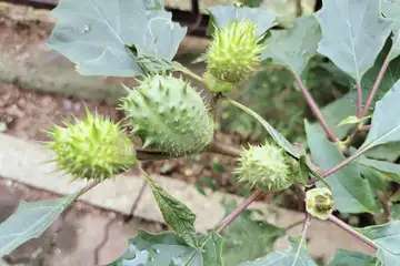 ヨウシュチョウセンアサガオ・阿久和川