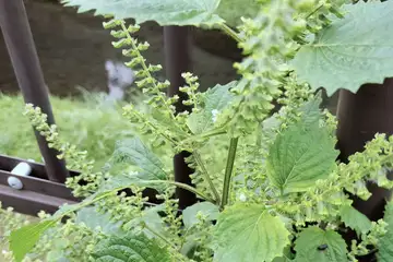 シソ・阿久和川