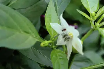 ゴシキトウガラシ・横浜市泉区岡津