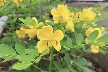 コバノセンナ・横浜市泉区緑園都市