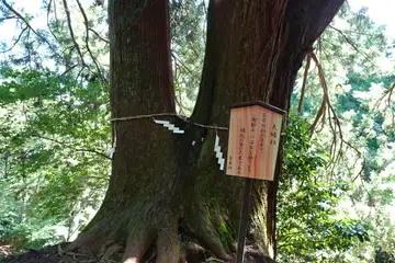 ８丁目の夫婦杉