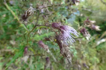 ホソエノアザミ・大山
