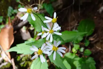 シラヤマギク・大山