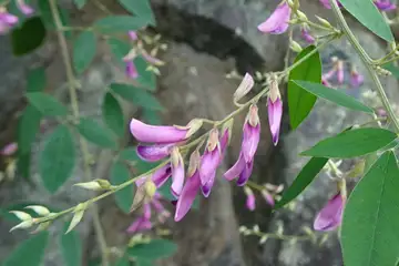 ミヤギノハギ・伊勢原市