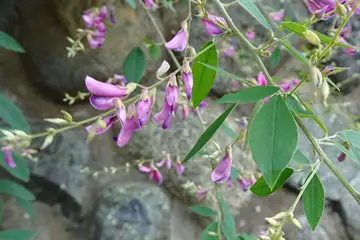 ミヤギノハギ・伊勢原市