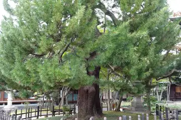 香福寺のコウヤマキ