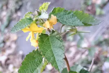カラスノゴマ・愛川町