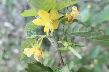 カラスノゴマ・愛川町