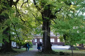 廣徳寺の大イチョウ