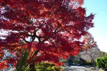 小公園には真っ赤な紅葉